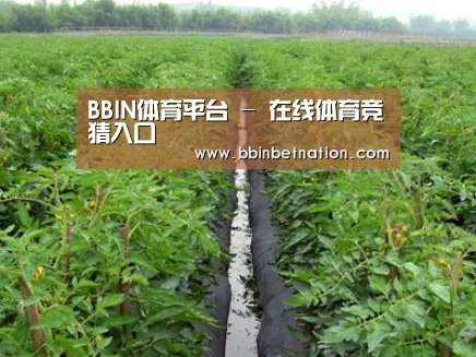 种植基地三
