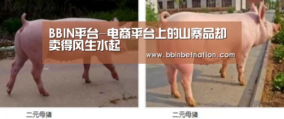 BBIN登录